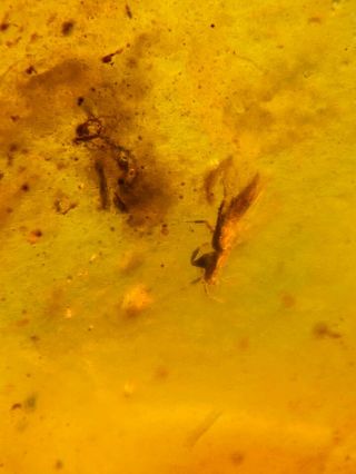 Arachnida spider&thrip Burmite Myanmar Burmese Amber insect fossil dinosaur age 3