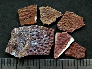 7 Devonian Armor (placoderms) Fish Fragment.  Rare