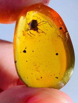 3.  95g Ixodoidea Tick Burmite Myanmar Burmese Amber Insect Fossil Dinosaur Age
