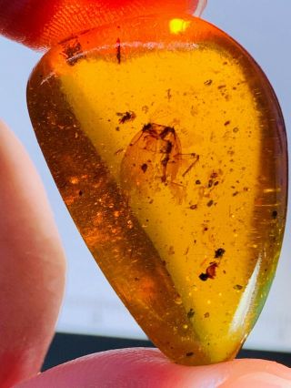 5.  57g Unknown Bug Wings Burmite Myanmar Burmese Amber Insect Fossil Dinosaur Age
