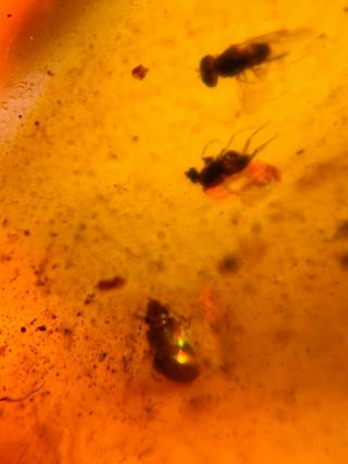 Beetle&diptera Fly Bugs Burmite Myanmar Burmese Amber Insect Fossil Dinosaur Age