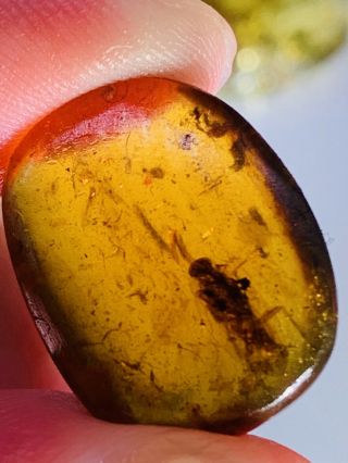 1.  54g Adult Roach Burmite Myanmar Burmese Amber Insect Fossil Dinosaur Age