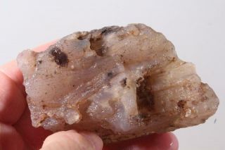 Oregon Fossil Agate Limb Cast 7.  4 Oz Rough