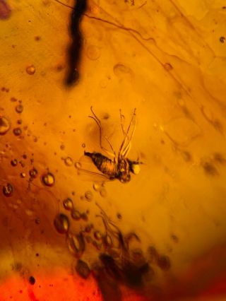 Diptera Fly&pine Needle Burmite Myanmar Burmese Amber Insect Fossil Dinosaur Age