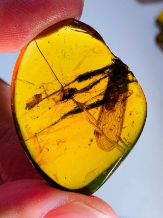 4.  82g Unknown Fly Bug Burmite Myanmar Burmese Amber Insect Fossil Dinosaur Age