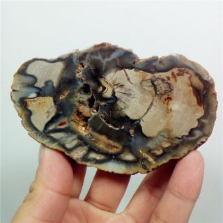 3.  4 " 123g Petrified Wood Fossil Grape Agate Slice Display Madagascary1199