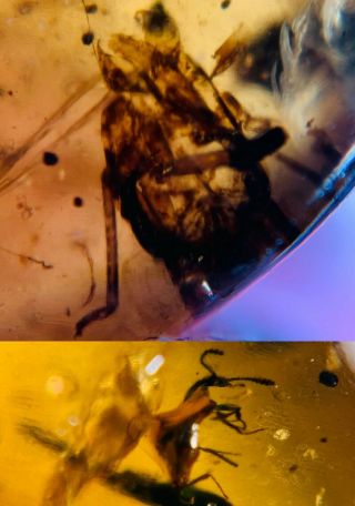 Cicada Skin&beetle Burmite Myanmar Burmese Amber Insect Fossil Dinosaur Age