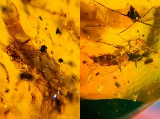 Unknown Item&leaf&fly Burmite Myanmar Burmese Amber Insect Fossil Dinosaur Age