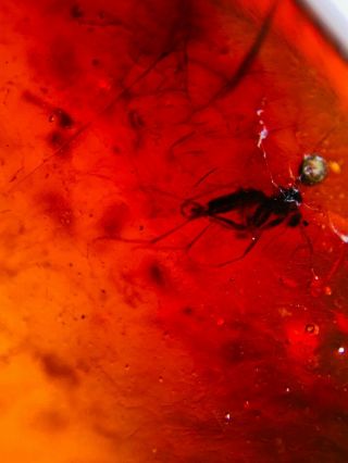Mosquito Fly In Red Blood Amber Burmite Myanmar Amber Insect Fossil Dinosaur Ag