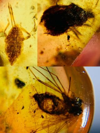 unknown item&cicada&fly Burmite Myanmar Burmese Amber insect fossil dinosaur age 2