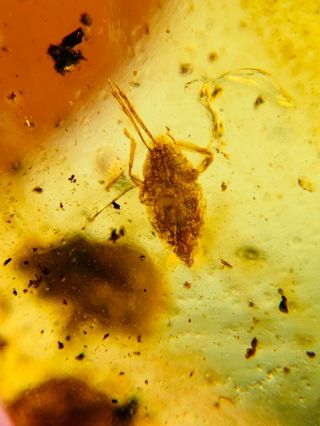 unknown item&cicada&fly Burmite Myanmar Burmese Amber insect fossil dinosaur age 3