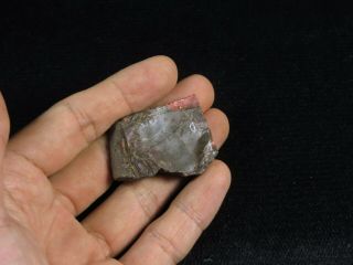 134.  5Ct Natural Canadian Ammonite Ammolite Fossil Rough Specimen MYJA123 2