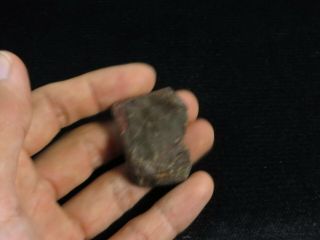 134.  5Ct Natural Canadian Ammonite Ammolite Fossil Rough Specimen MYJA123 3