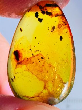 1.  7g Tick&unknown Items Burmite Myanmar Burmese Amber Insect Fossil Dinosaur Age
