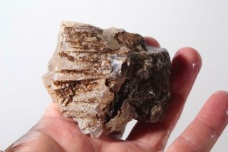 Oregon Fossil Agate Limb Cast 4.  8 Oz Rough