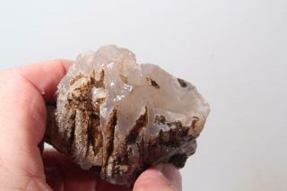 Oregon Fossil Agate Limb Cast 4.  8 oz rough 3