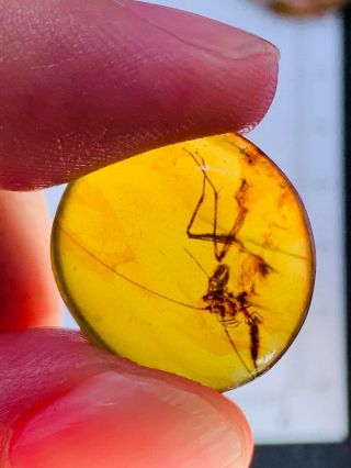 1.  12g Unknown Bug Burmite Myanmar Burmese Amber Insect Fossil Dinosaur Age