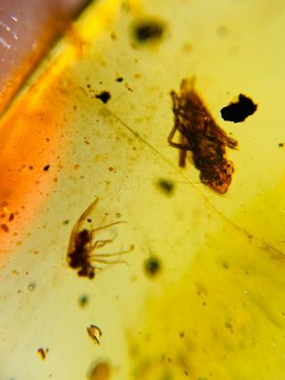 Leafhopper Cicada&fly Burmite Myanmar Burmese Amber Insect Fossil Dinosaur Age
