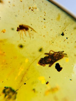 leafhopper cicada&fly Burmite Myanmar Burmese Amber insect fossil dinosaur age 2