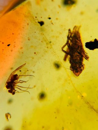 leafhopper cicada&fly Burmite Myanmar Burmese Amber insect fossil dinosaur age 3