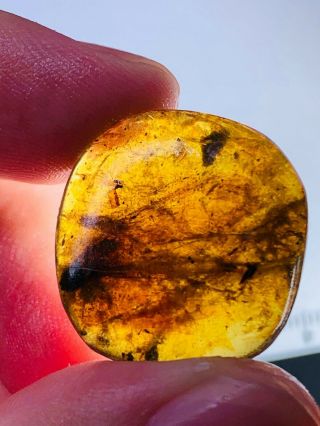 2.  12g unknown big fly Burmite Myanmar Burmese Amber insect fossil dinosaur age 2
