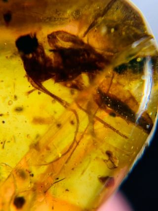 Unique Unknown Fly Bug Burmite Myanmar Amber Insect Fossil Dinosaur Age