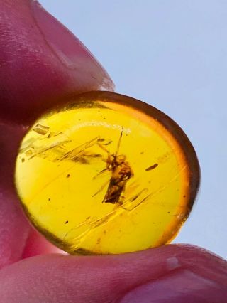 1.  93g Unknown Bug Burmite Myanmar Burmese Amber Insect Fossil Dinosaur Age