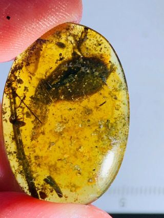 1.  24g Unknown Big Bug Burmite Myanmar Burmese Amber Insect Fossil Dinosaur Age