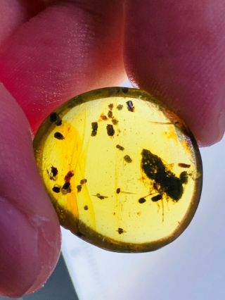 1.  6g Leafhopper Cicada Larva Burmite Myanmar Amber Insect Fossil Dinosaur Age