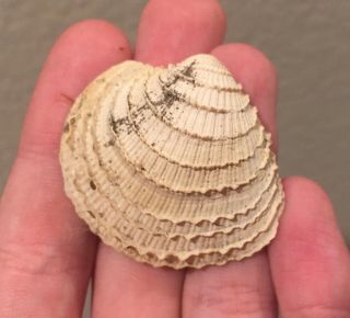 England Fossil Bivalve Eocene Fossil Sea Shell Clam
