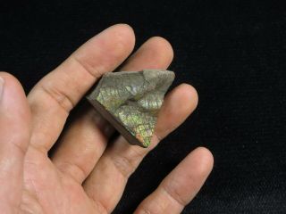 156.  3Ct Natural Canadian Ammonite Ammolite Fossil Rough Specimen MYJA115 3