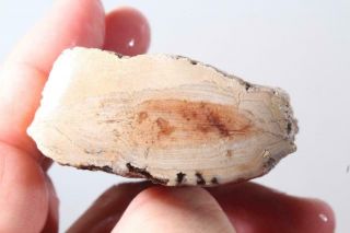 Fossil Limb Cast 6.  9 Oz Windowed Rough Specimen