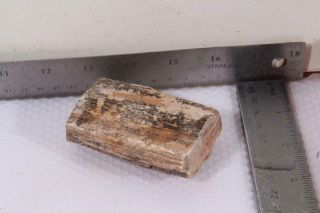 Fossil Limb Cast 6.  9 oz windowed rough specimen 2