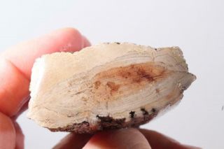 Fossil Limb Cast 6.  9 oz windowed rough specimen 3
