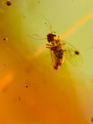Barklice Booklice Fly Burmite Myanmar Buremse Amber Insect Fossil Dinosaur Age