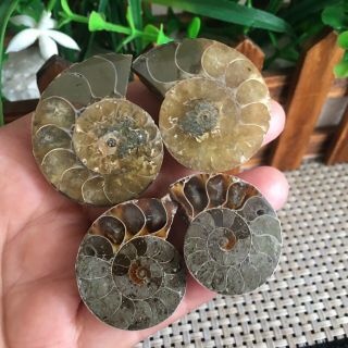 48g 2pairs Of Small Split Ammonite Specimen Shell Healing Madagascar Ps2104