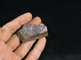 159.  3Ct Natural Canadian Ammonite Ammolite Fossil Rough Specimen MYJA116 2