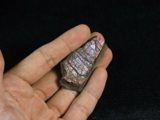 159.  3Ct Natural Canadian Ammonite Ammolite Fossil Rough Specimen MYJA116 3