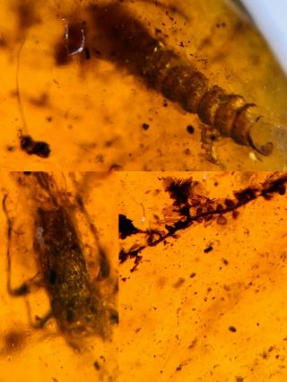 Unknown Item&bug&leaf Burmite Myanmar Burmese Amber Insect Fossil Dinosaur Age