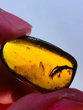 1.  8g Coleoptera Beetle Burmite Myanmar Burmese Amber Insect Fossil Dinosaur Age