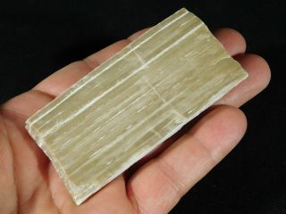 Growth Rings On This Polished Petrified Wood Fossil From Arizona 103gr