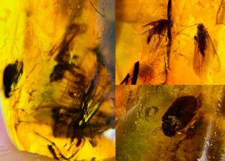 Unknown Bug&beetle&phryganeid Burmite Myanmar Amber Insect Fossil Dinosaur Age