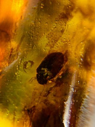 unknown bug&beetle&phryganeid Burmite Myanmar Amber insect fossil dinosaur age 3