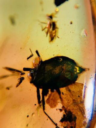 Unknown Bug& Diptera Fly Burmite Myanmar Burma Amber Insect Fossil Dinosaur Age