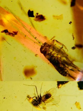 Unknown Bug Larva&fly Burmite Myanmar Burmese Amber Insect Fossil Dinosaur Age