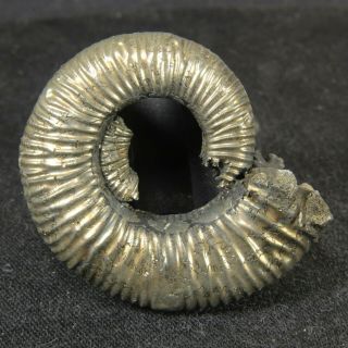 4cm/1.  6in Shine Pyrite Ammonite Binatisphinctes Jurassic Russian Fossils