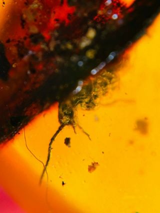Unknown Bug Under Leaf Burmite Myanmar Burmese Amber Insect Fossil Dinosaur Age
