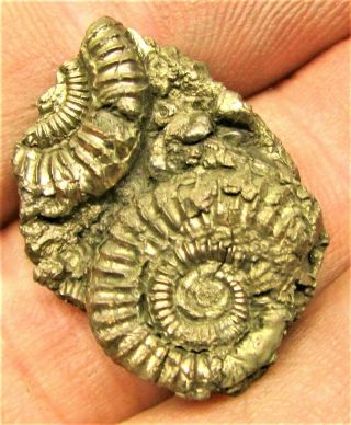 Stunning Golden Multi - Ammonite Fossil 26mm Jurassic Pyrite Uk Gold Minerals Rock