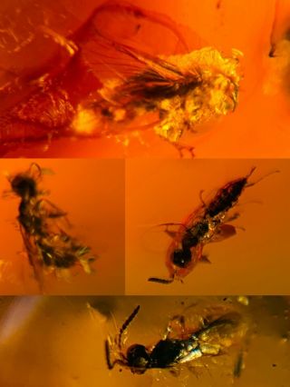 Unknown Fly&3 Wasp Bee Burmite Myanmar Burmese Amber Insect Fossil Dinosaur Age