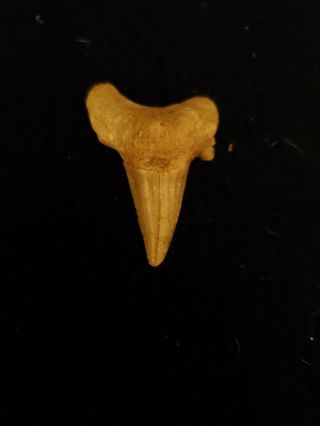Rare find S.  E.  coast USA Fossilized Otodus Obliquus Shark ' s Tooth 1.  50 